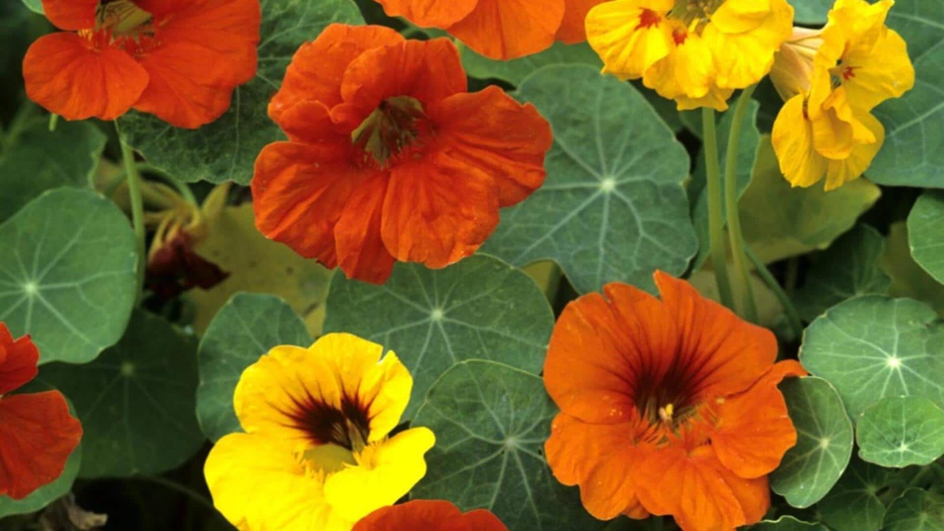 5 must-have edible flowers 5 must-have edible flowers