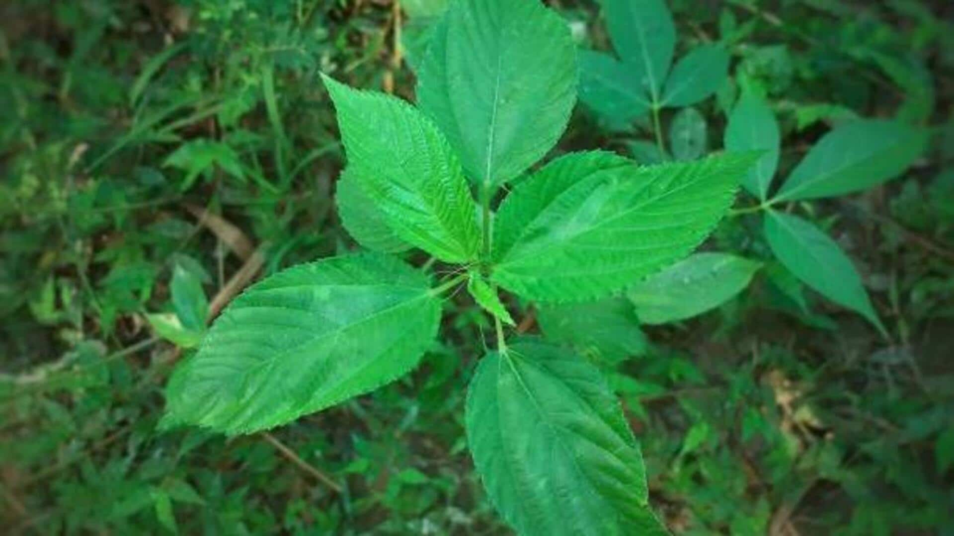 Jute leaves: Nutrition, culinary uses, and more Jute leaves: Nutrition, culinary uses, and more