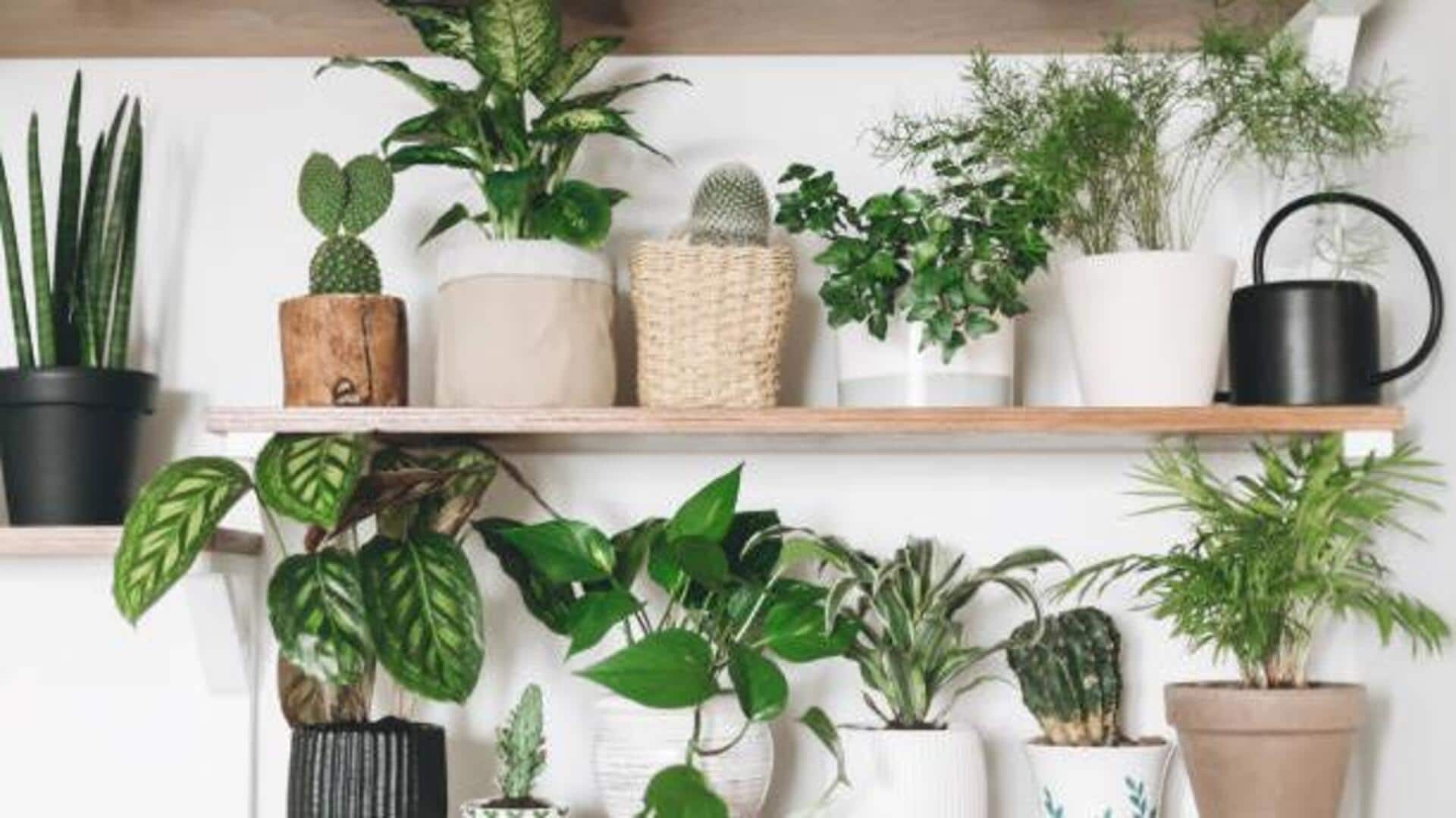 No garden? These plants grow on closet shelves 