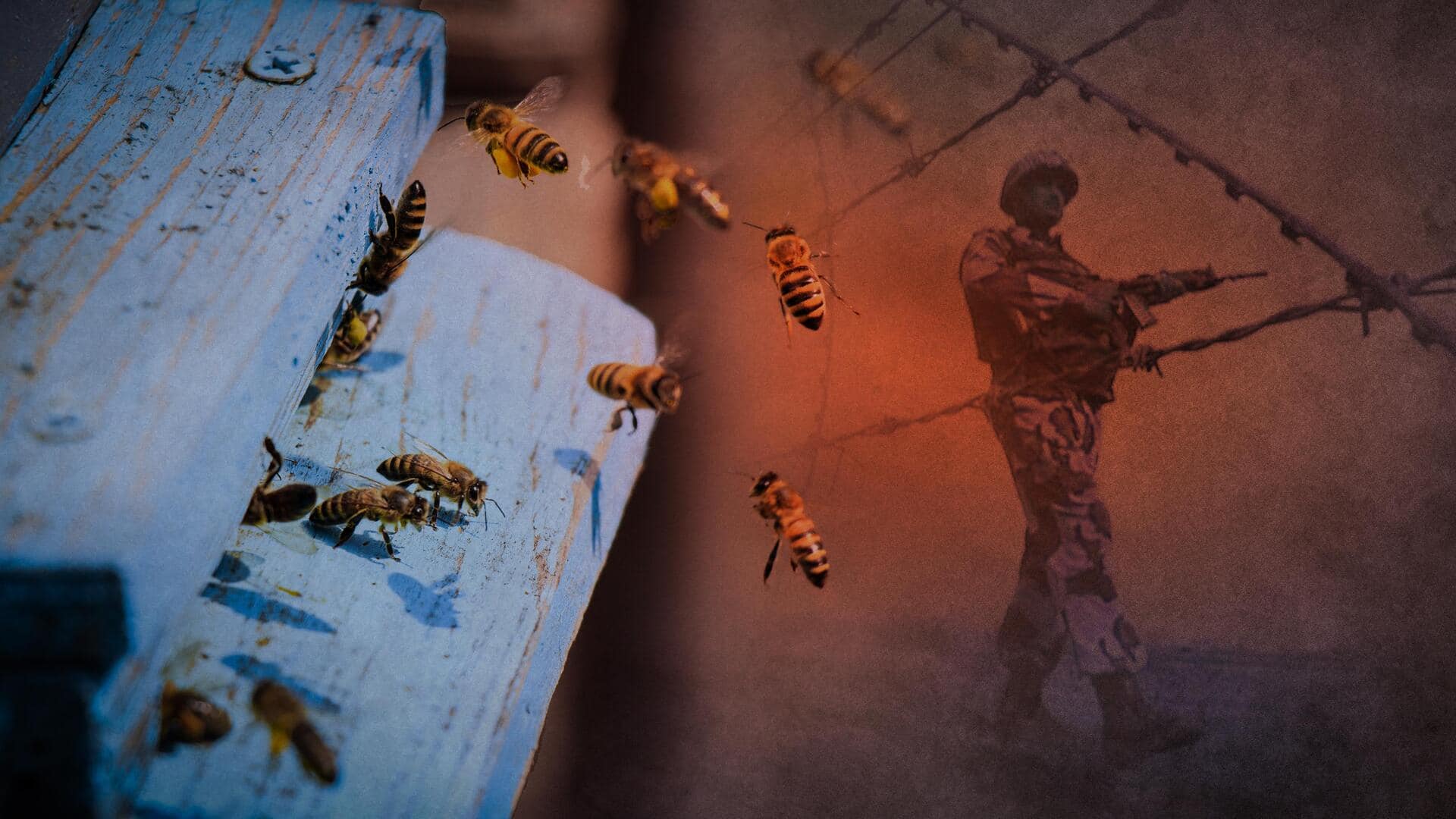 Why BSF is 'deploying' bees on the India-Bangladesh border