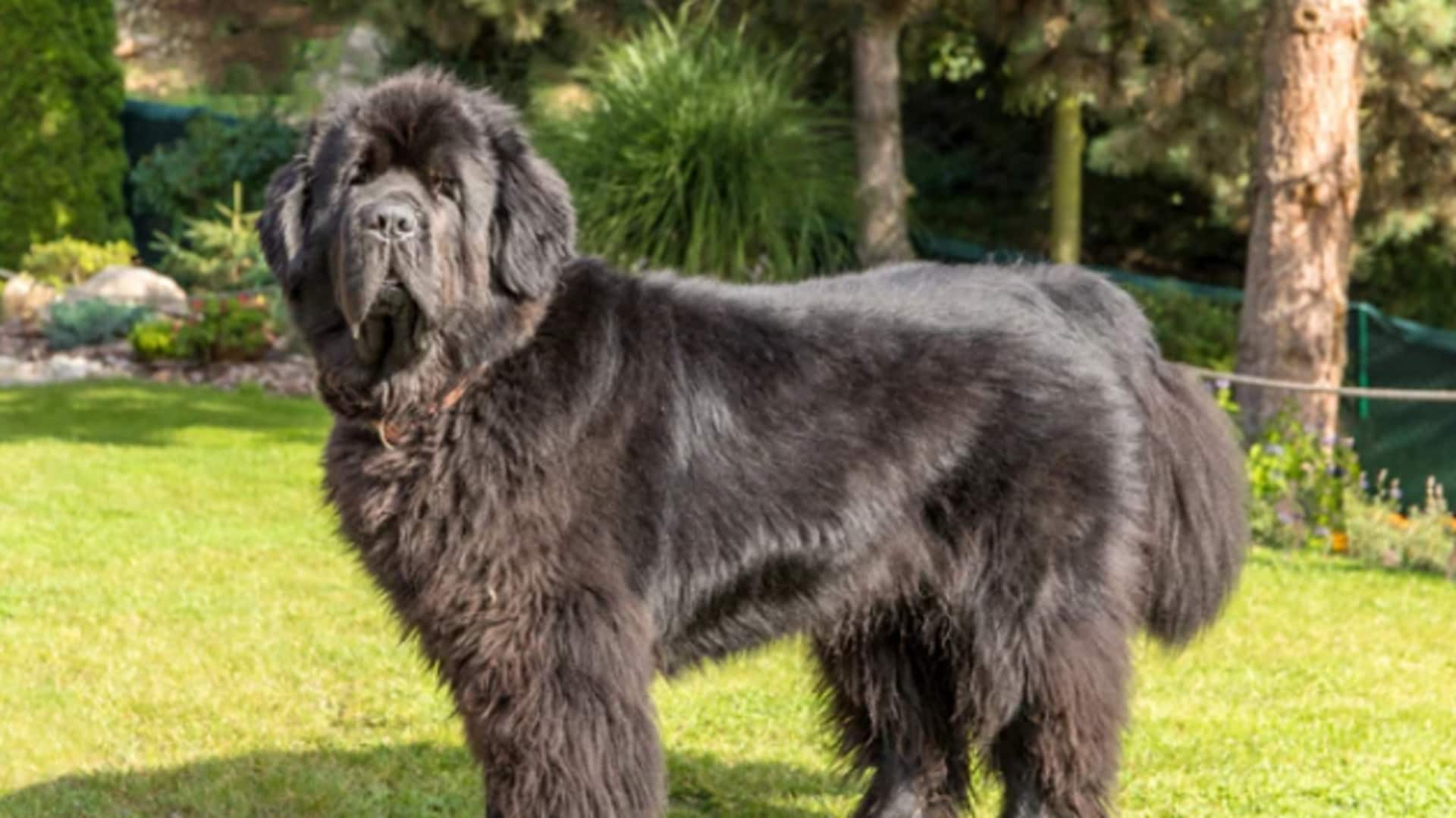 Newfoundland dog's water rescue training: A guide