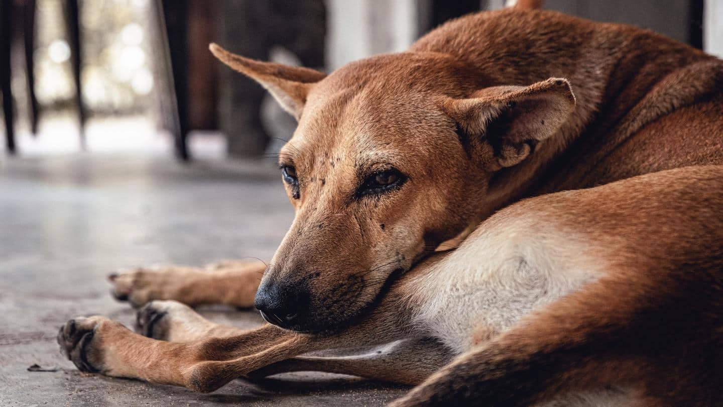 Kerala: Spike in dog-bite deaths raises debate on culling strays
