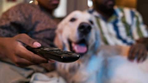 UK pets show increasing interest in television, study finds