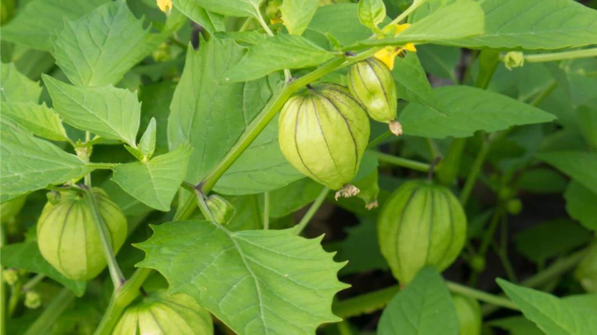How to grow tomatillos at home