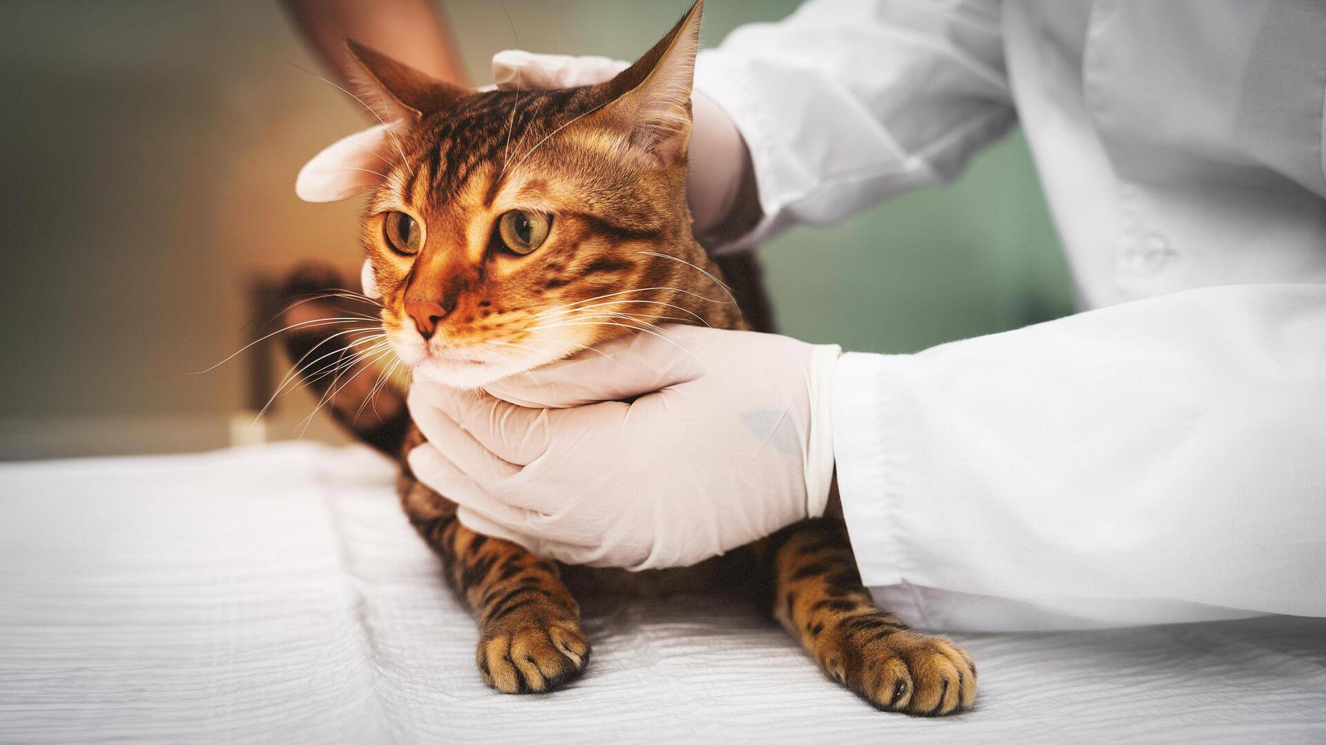 Feline Infectious Peritonitis: A cat owner's worst nightmare