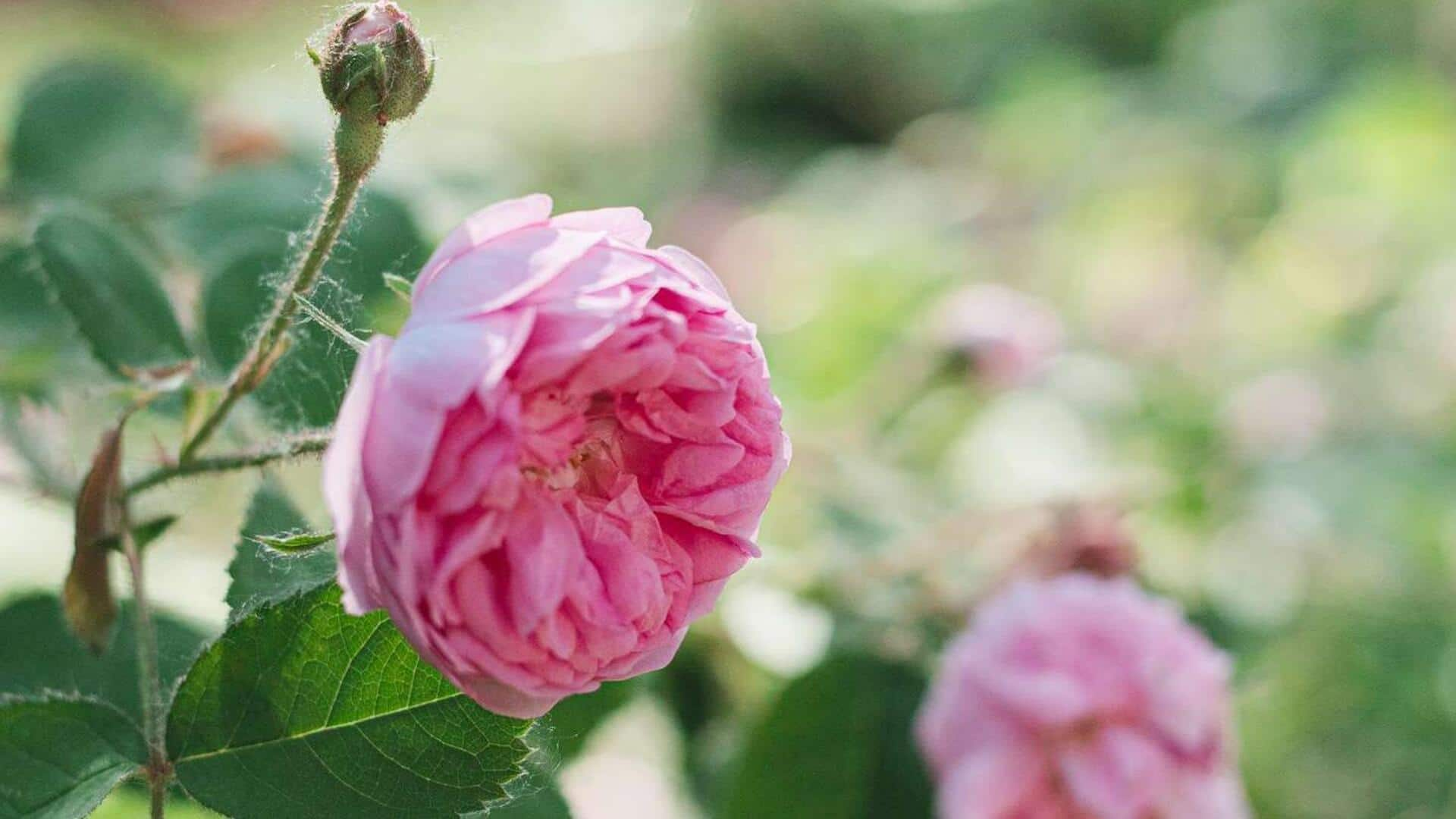 How to grow tea roses at home