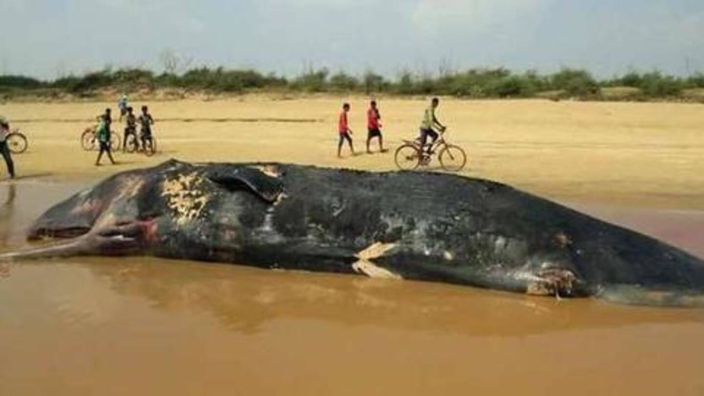 40-feet long endangered giant whale washes ashore in Odisha, dead