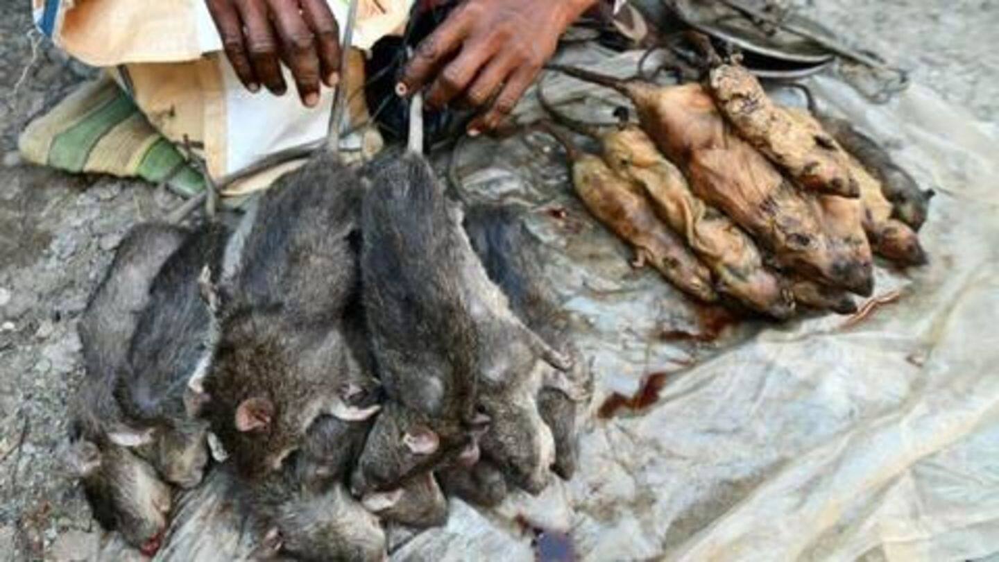 Assam: This village craves for rat-meat more than chicken, pork