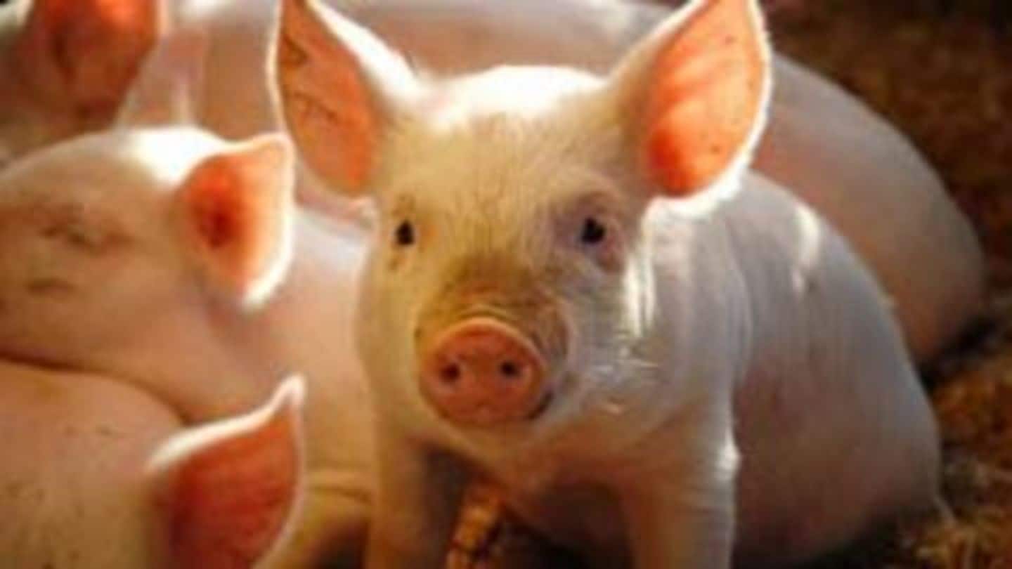 Disease kills thousands of swine, Mizoram government bans pigs' import