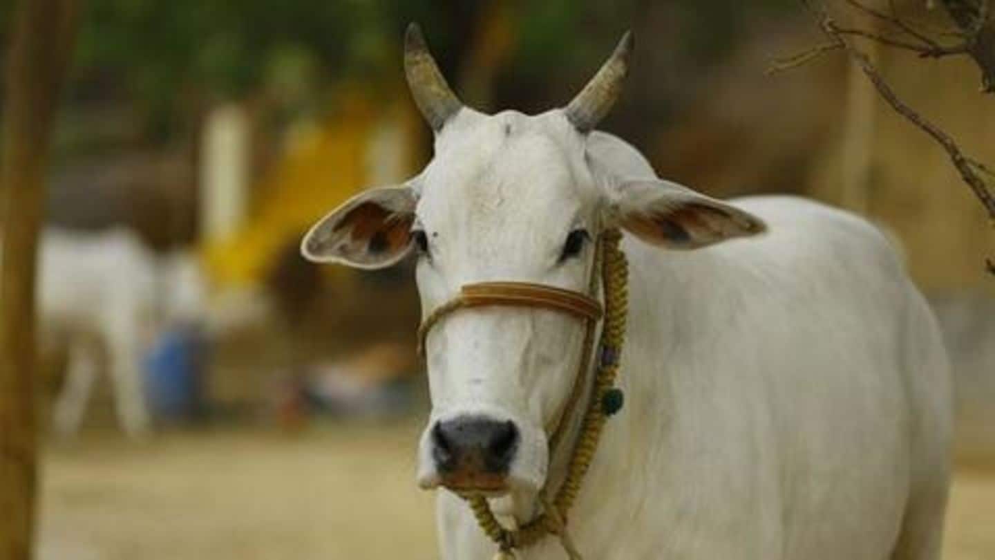 UP: Over 100 cows die over 2 days, probe ordered