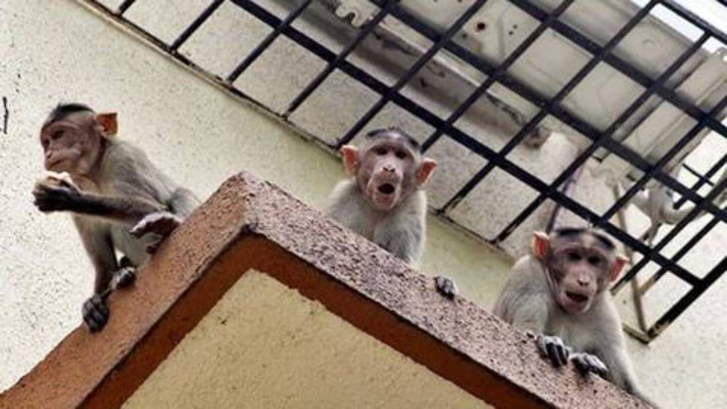 Chased by monkeys, 60-year-old woman falls to death in UP
