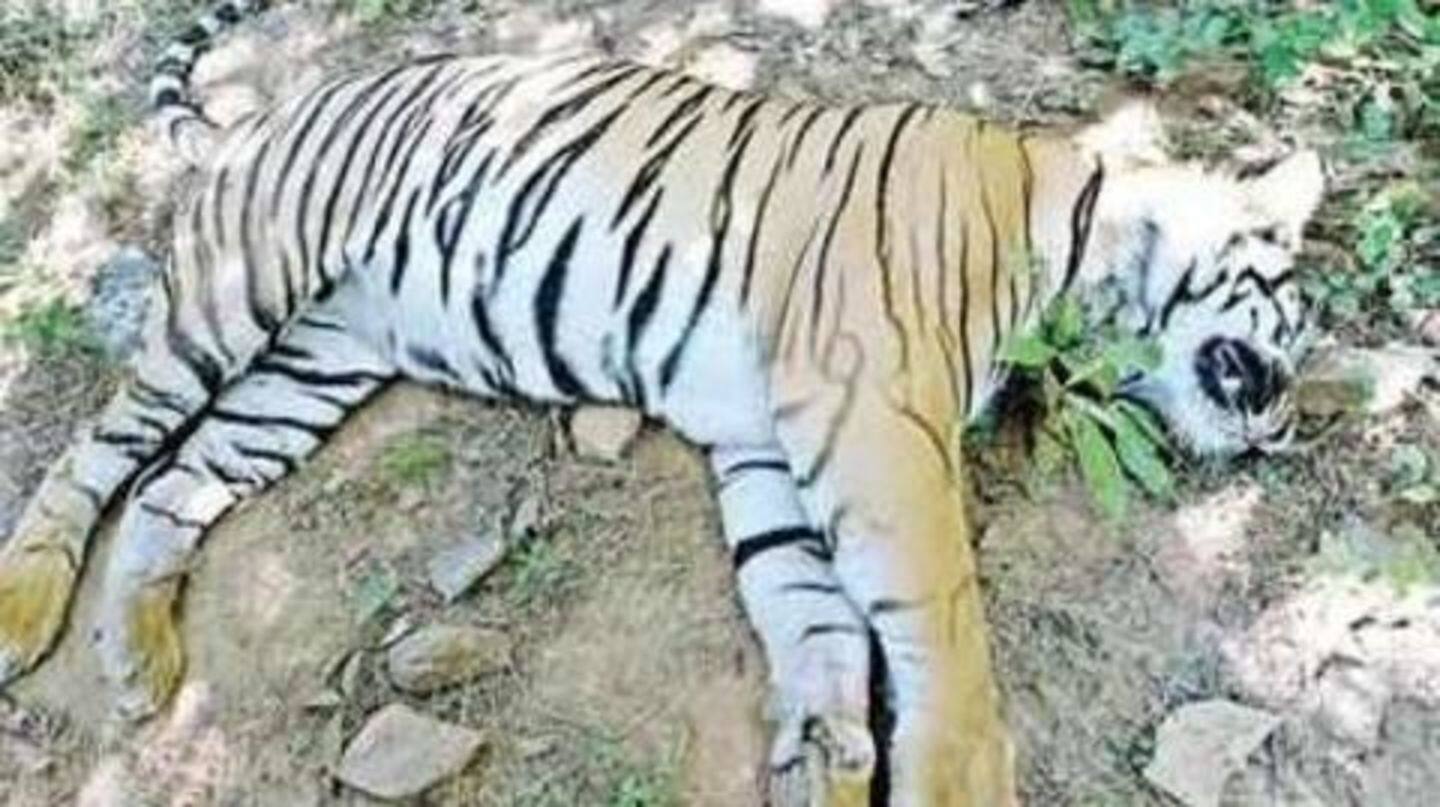 Tigress found dead in Umred Karhandla Sanctuary, 2nd since Sunday