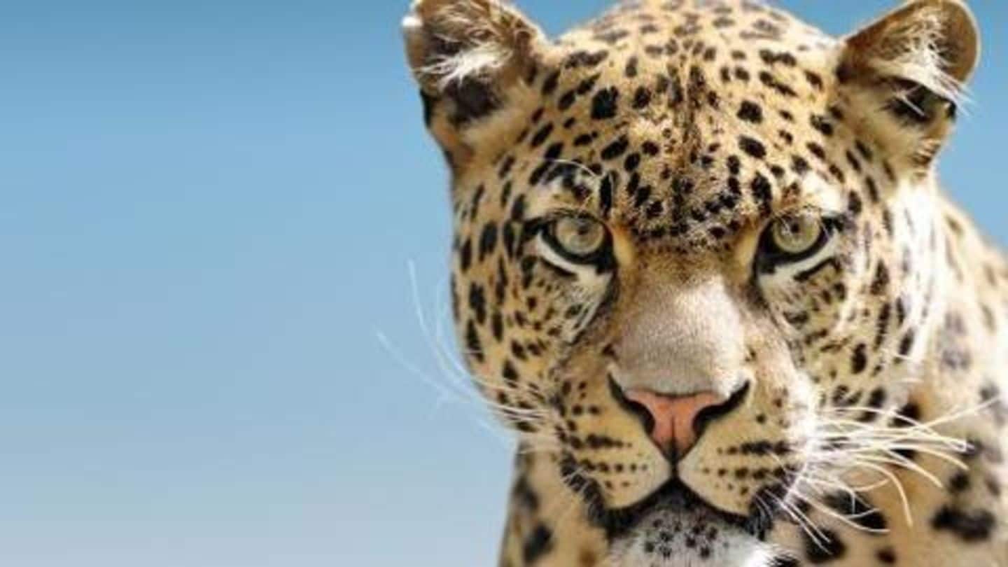 Leopard enters residential area; attacks 2, 1 hurt in melee
