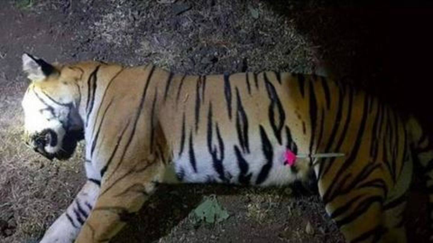 Tigress, responsible for 13 deaths, killed in Maharashtra