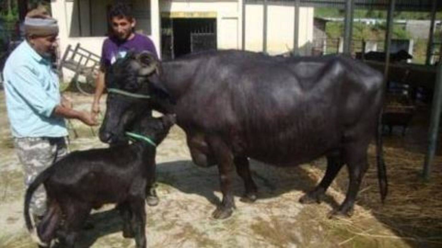 UP: Armed men loot 18 buffaloes after taking dairy-owner hostage
