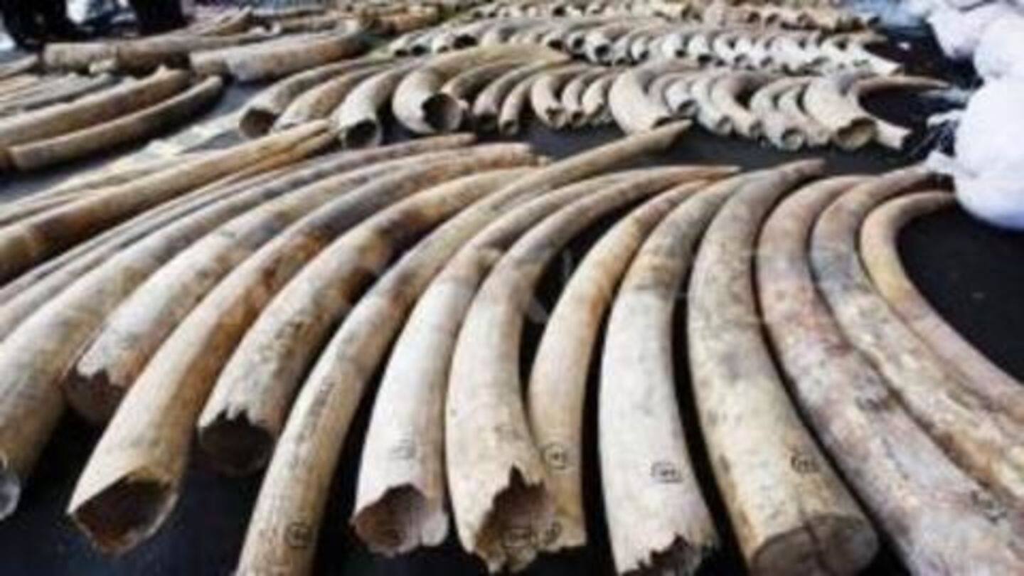 Elephant tusks, weighing 17 kg, seized in Siliguri