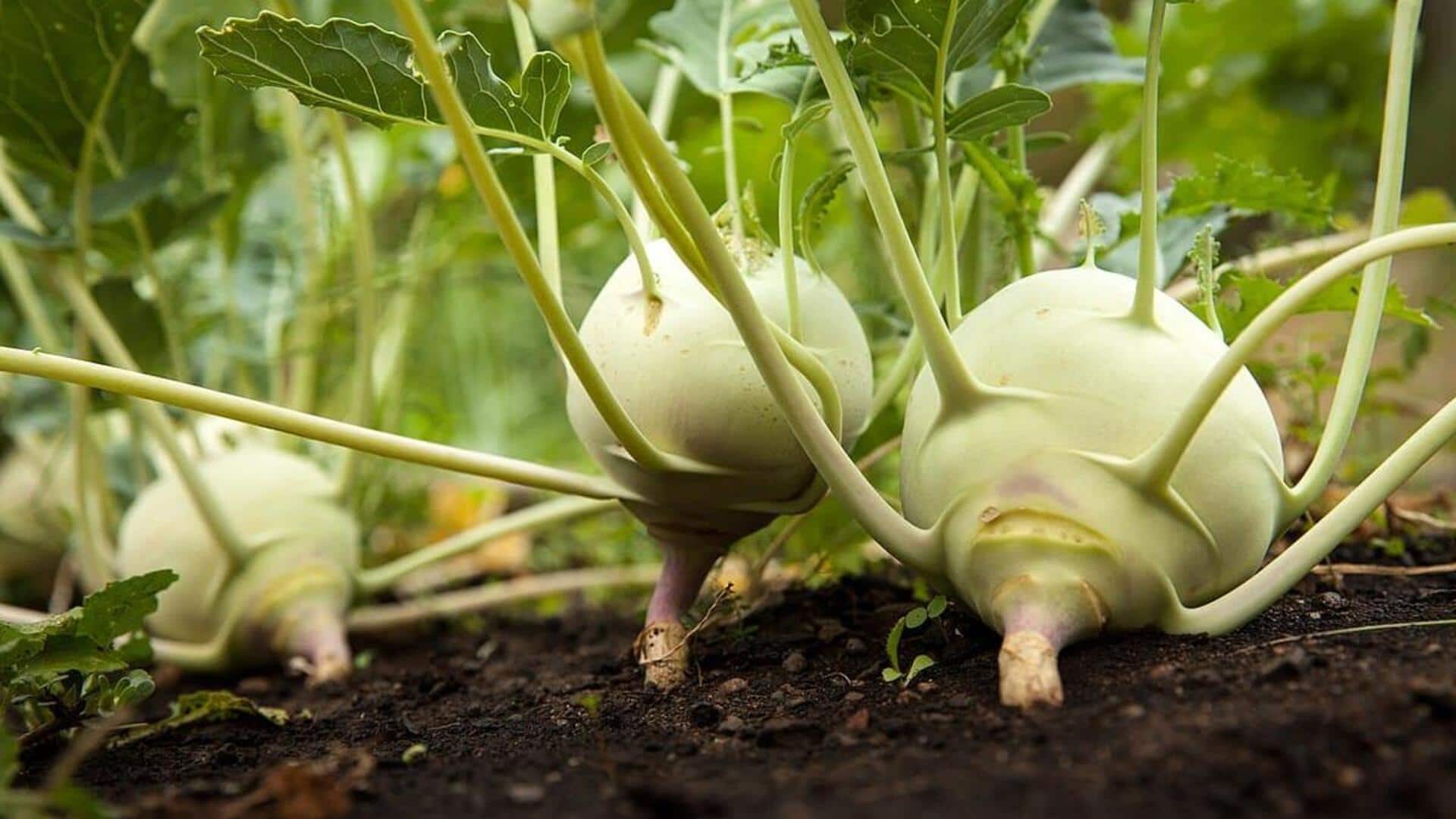 Jicama v/s kohlrabi: Which veggie has more vitamin C?