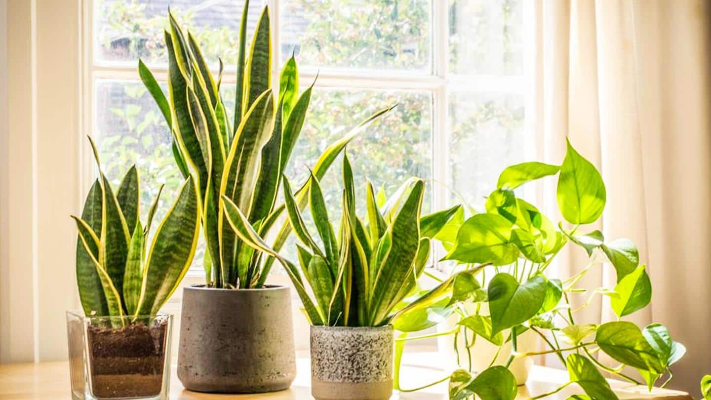 5 plants perfect for student dorm rooms