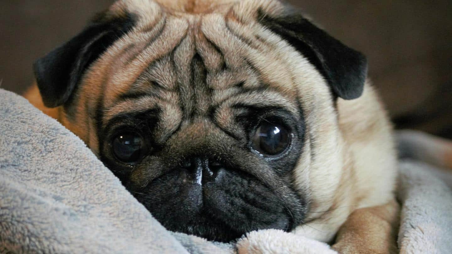 Research says that dogs produce tears when reunited with owners