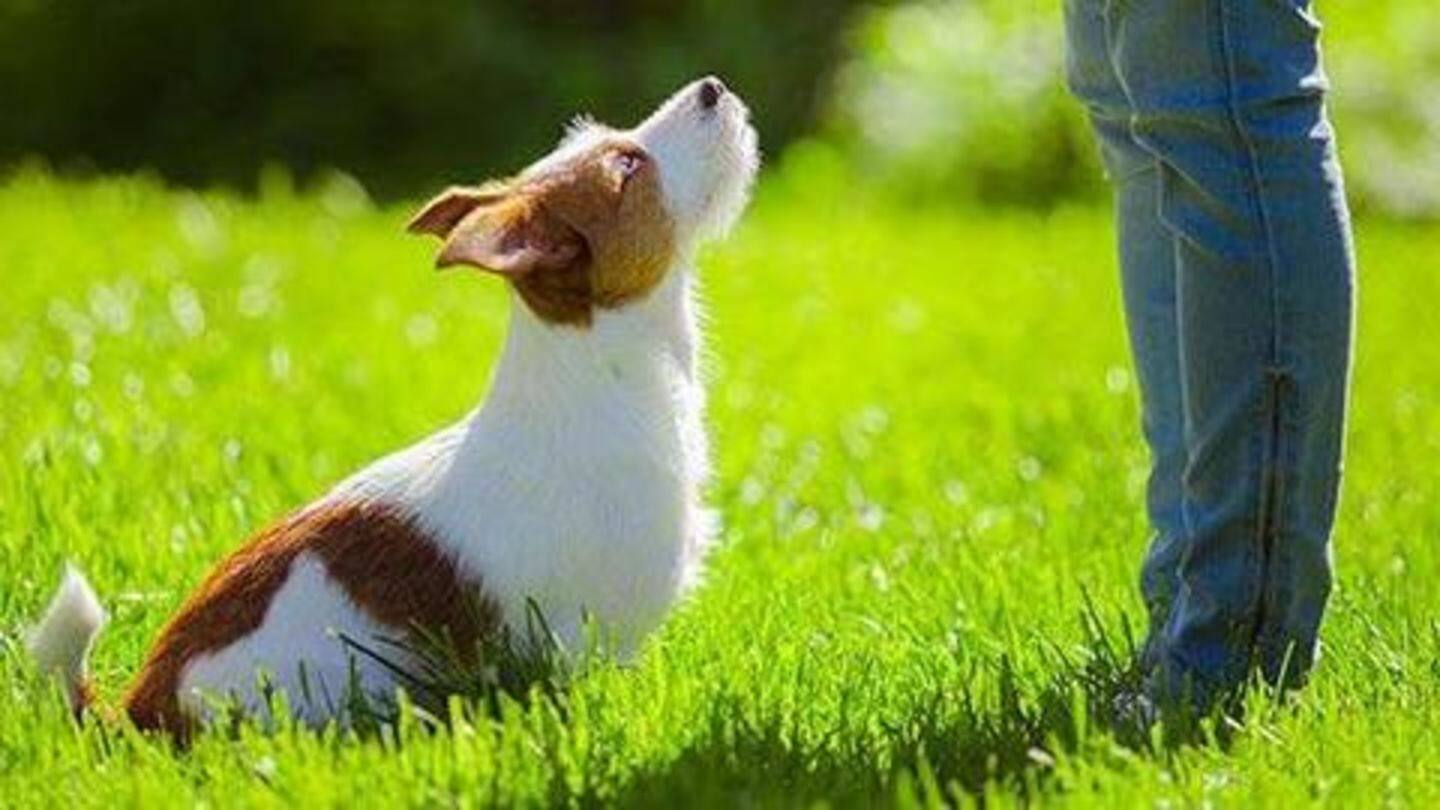 Impatience: Not giving enough time to your pooch Impatience: Not giving enough time to your pooch