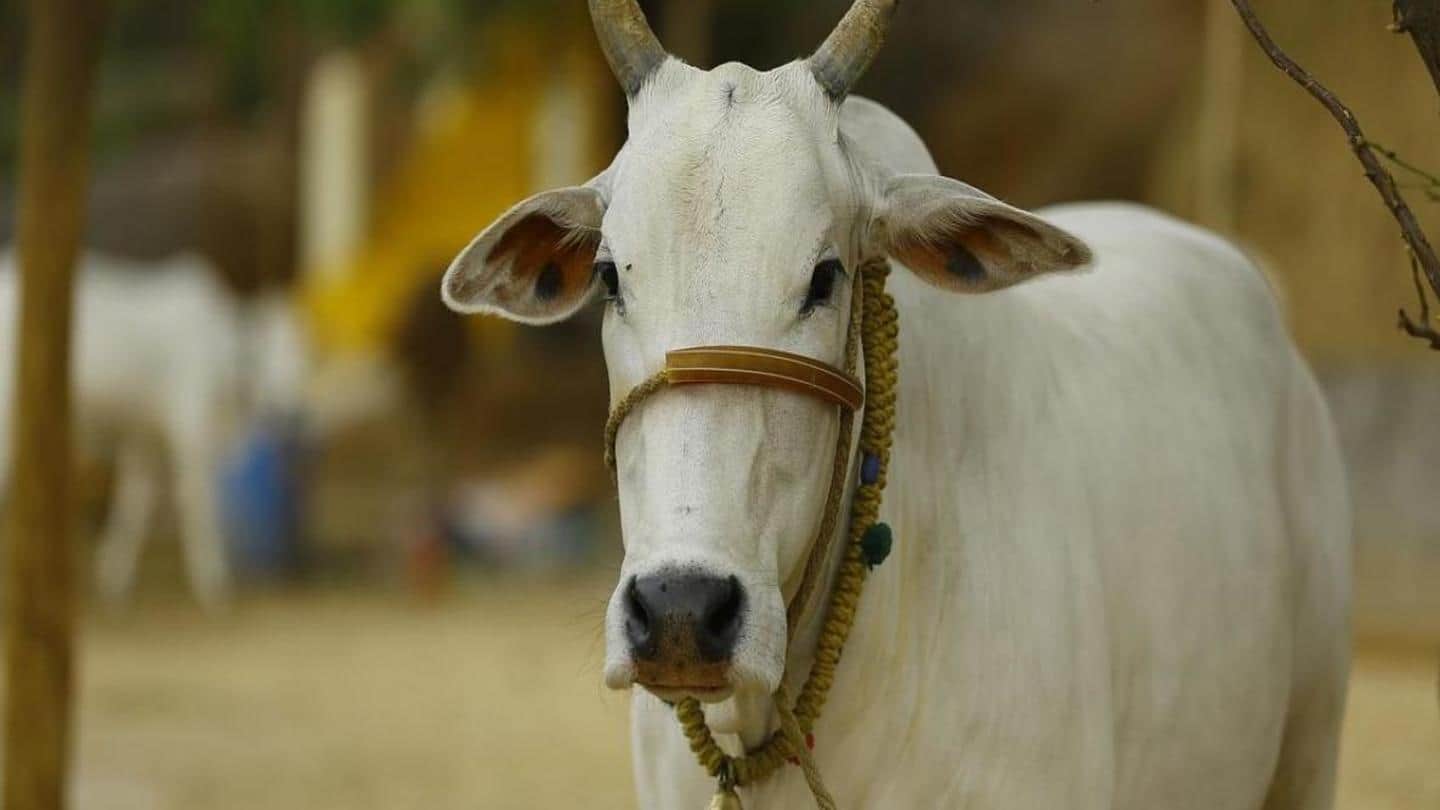 UGC wants university students to write the "cow science" exam