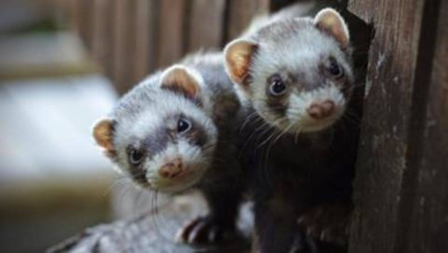 Five reasons why ferrets make good pets NewsBytes