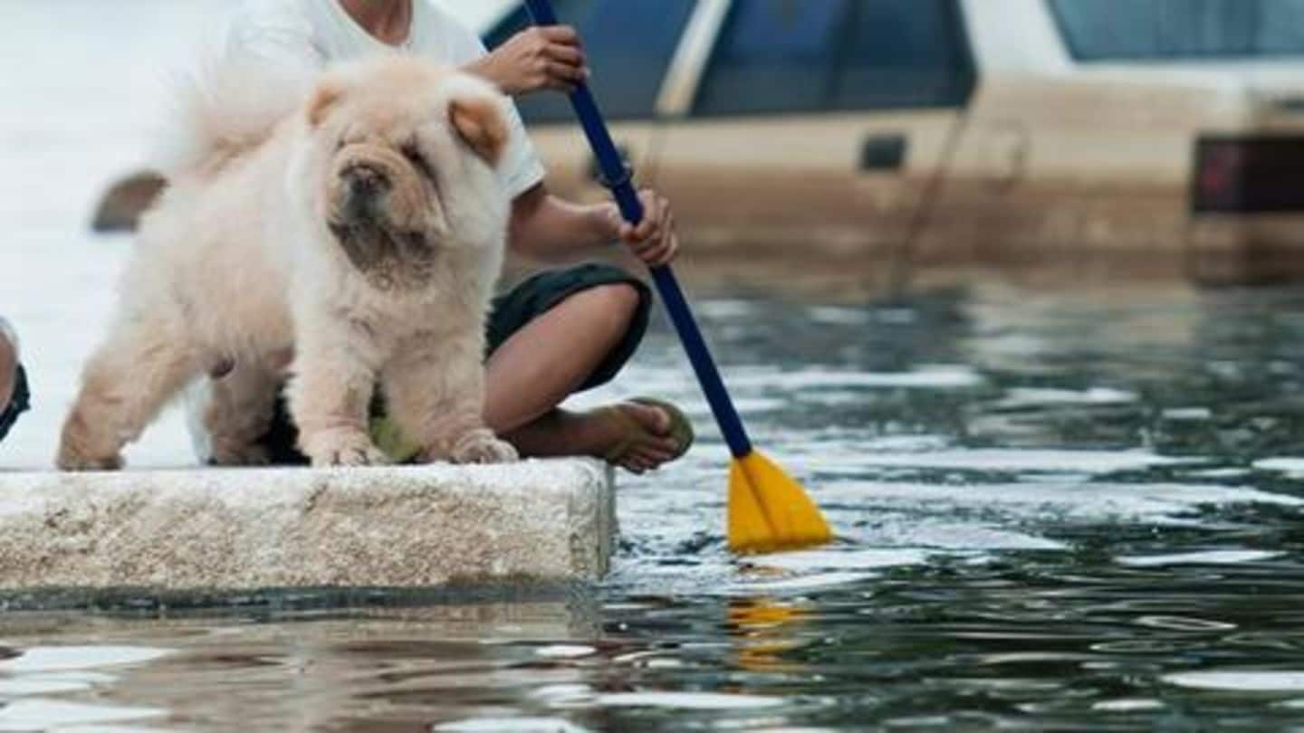 Ensure your pet's identification, in case of a disaster Ensure your pet's identification, in case of a disaster
