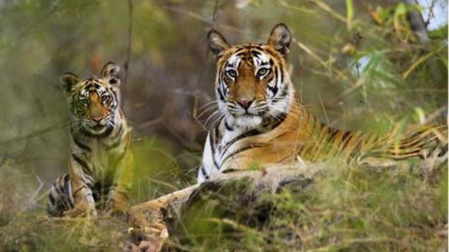 national-parks-and-tiger-reserves-of-india-with-maps-pmf-ias