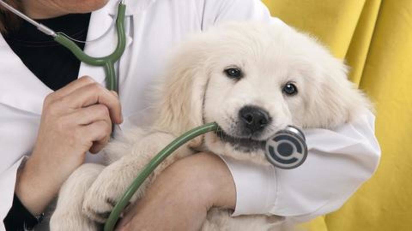 Always keep your pet immunized, vet's contact information within reach Always keep your pet immunized, vet's contact information within reach