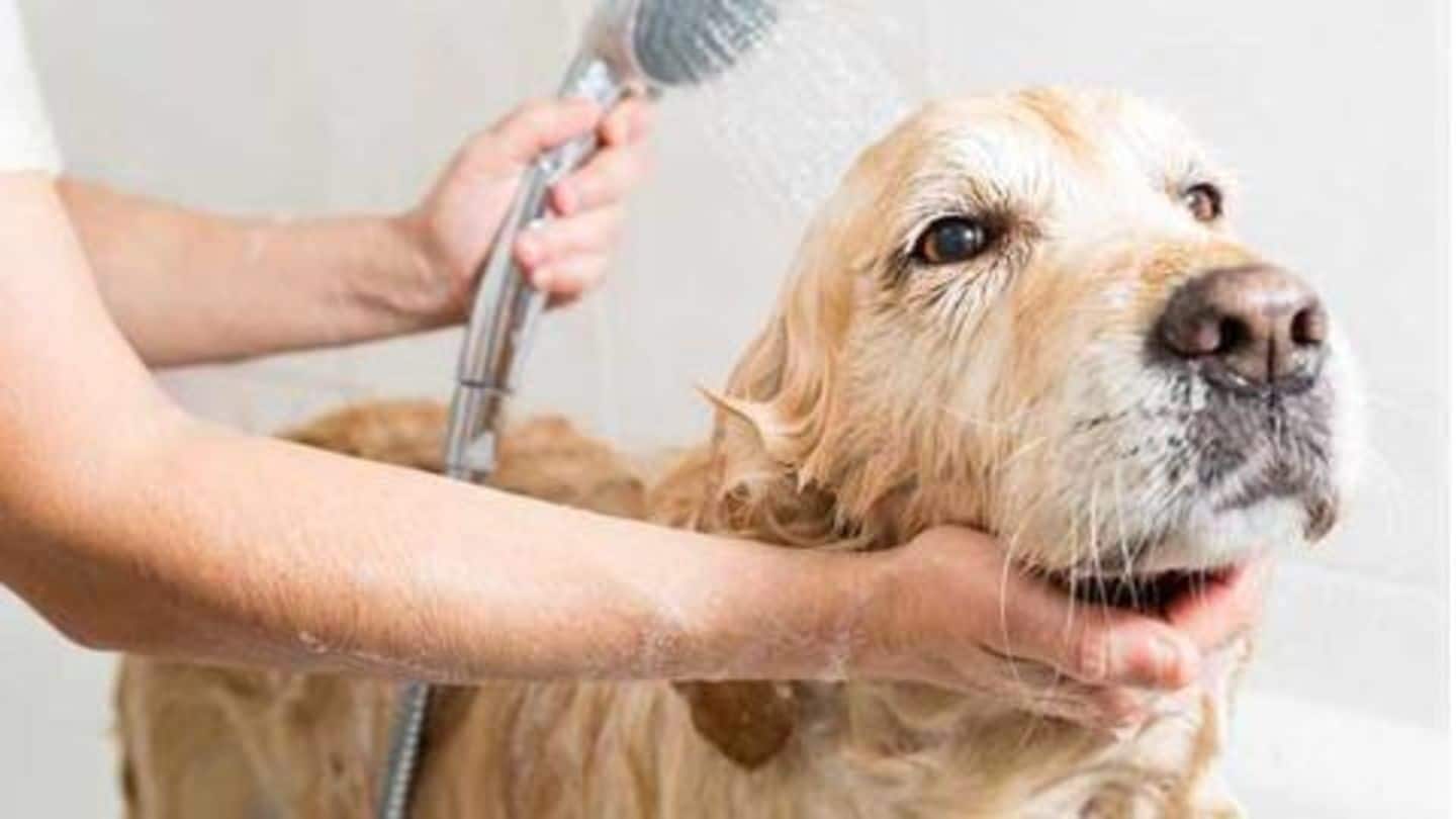 The best grooming tips for your dog