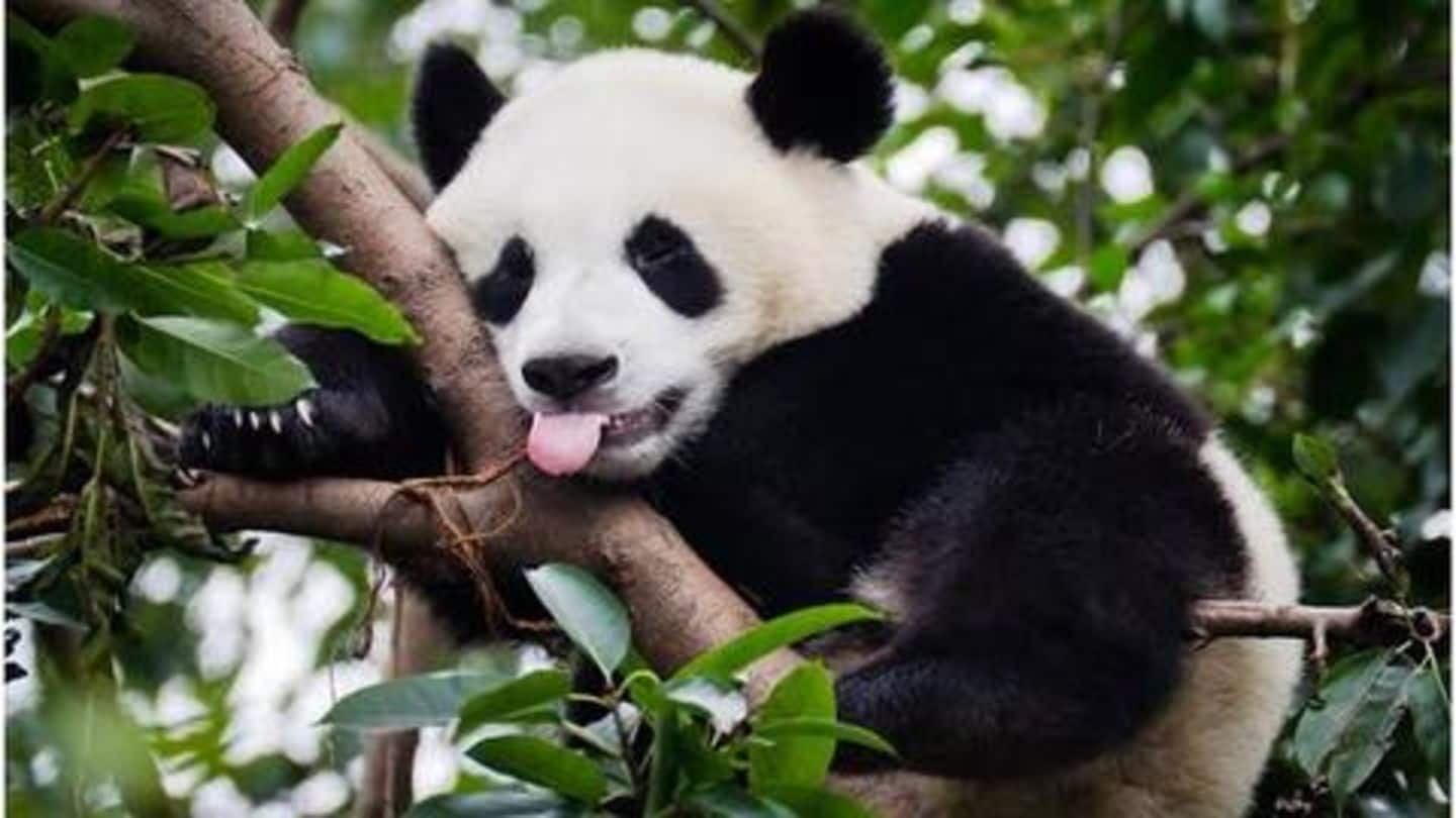 Love pandas? Here are things you should know about them