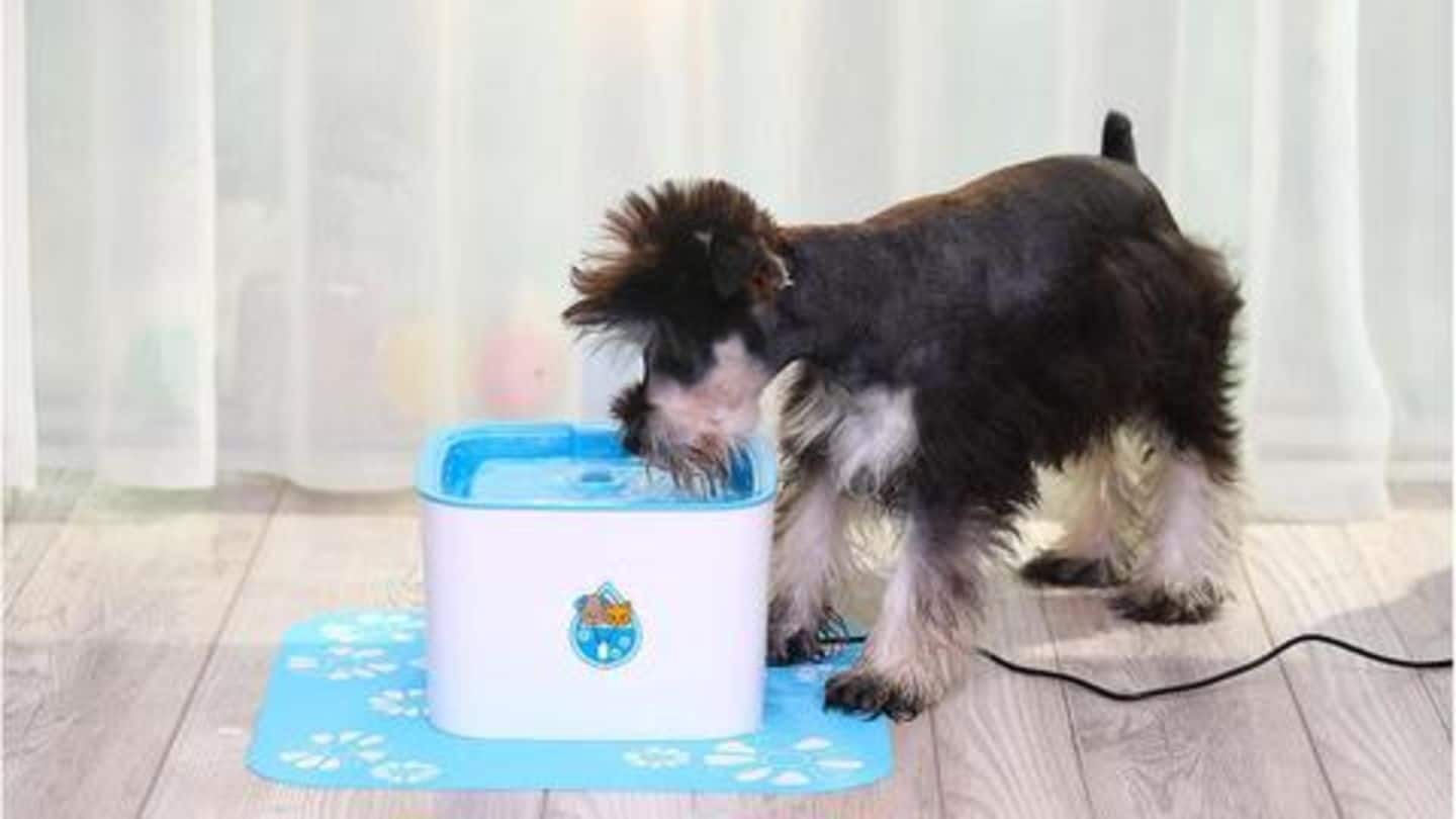 Pet fountain: To make your pet sip more water Pet fountain: To make your pet sip more water