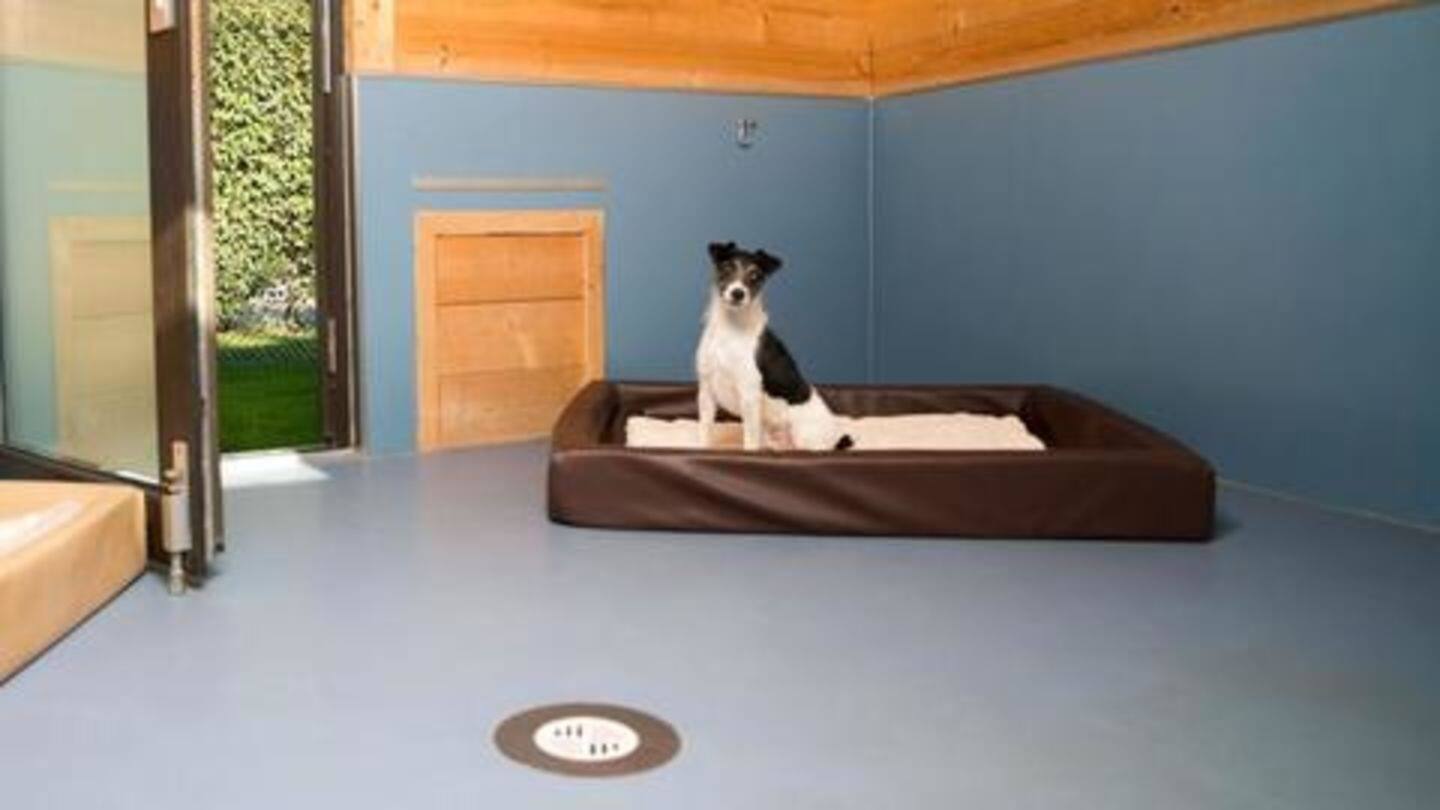 Top five most luxurious dog resorts around the world NewsBytes