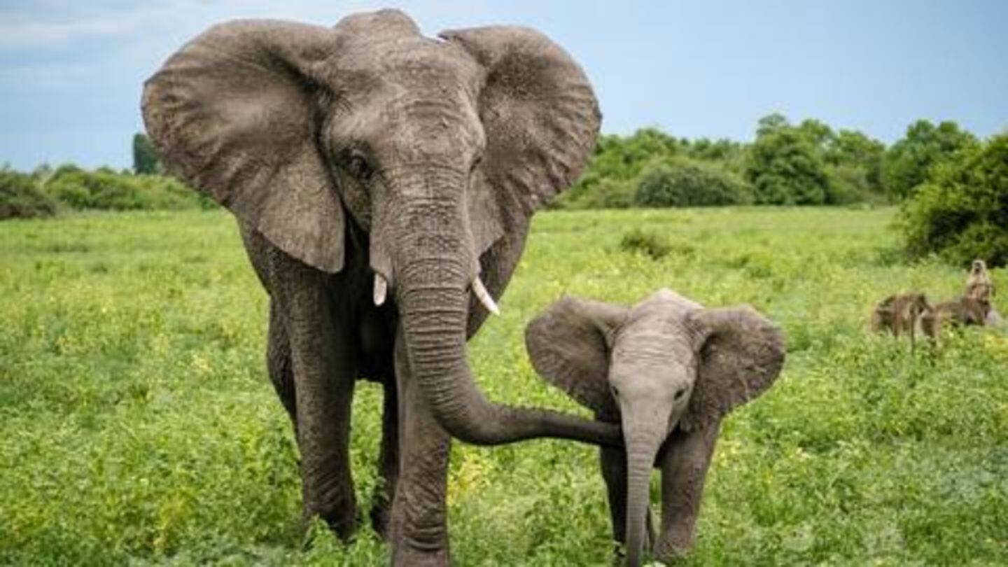Elephants possess an incredible memory; have a large brain Elephants possess an incredible memory; have a large brain