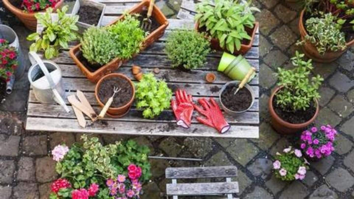 Here's how you can set up a garden at home