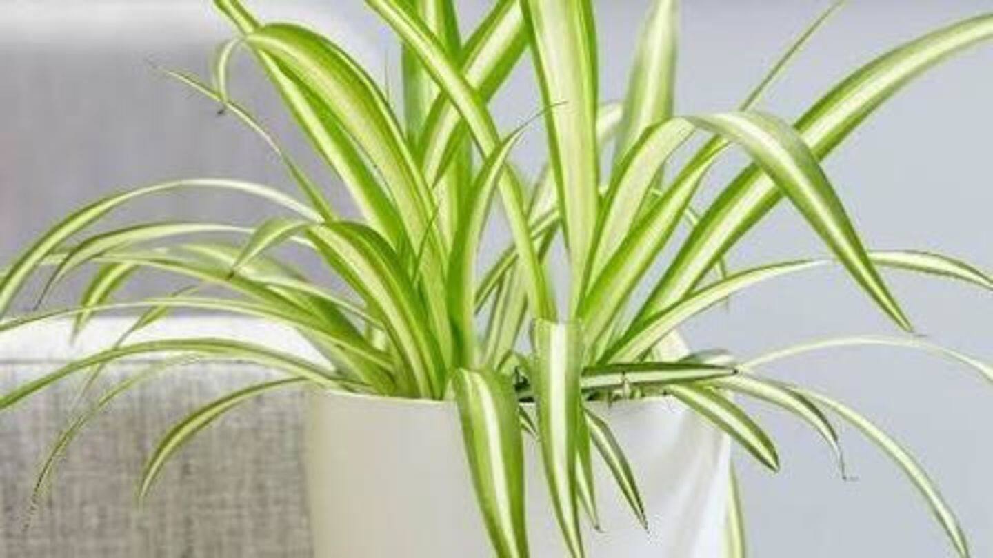 Air pollution: Five houseplants that can help purify indoor air | NewsBytes