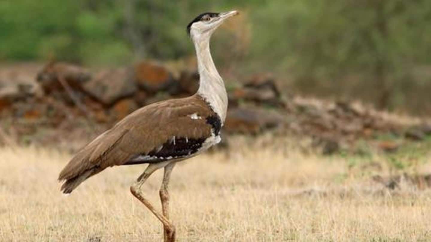 India succeeds in breeding the critically endangered Great Indian Bustard