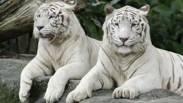 Top five zoos in the world