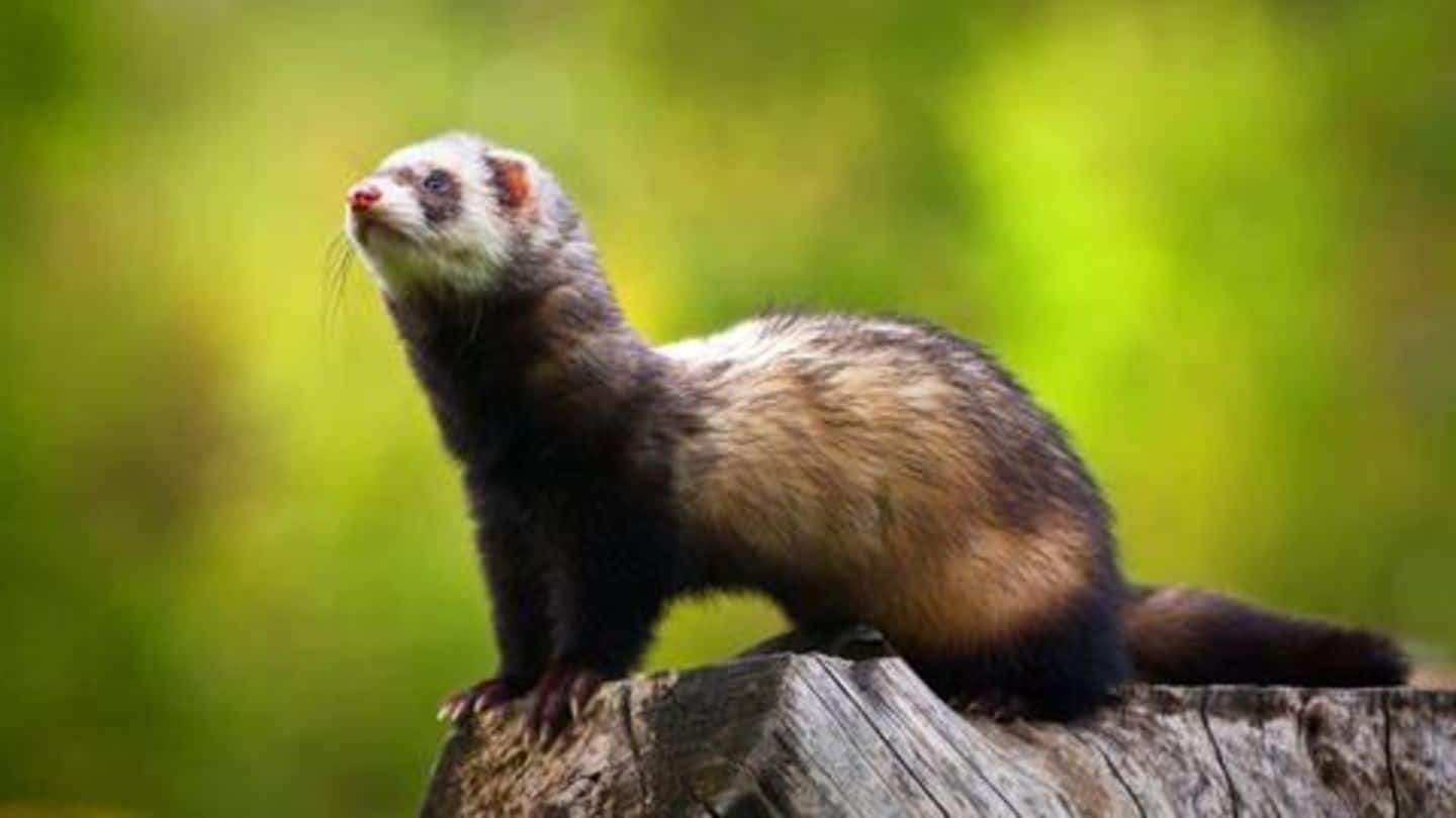 Five reasons why ferrets make good pets