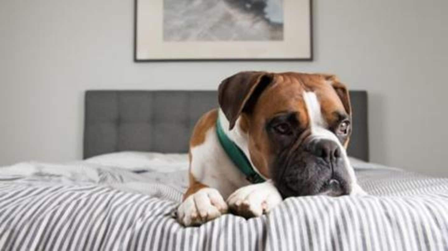 Leaving your dog alone at home? Here are some tips