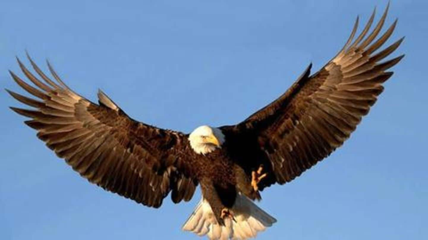 Five amazing facts about eagles you should know | NewsBytes