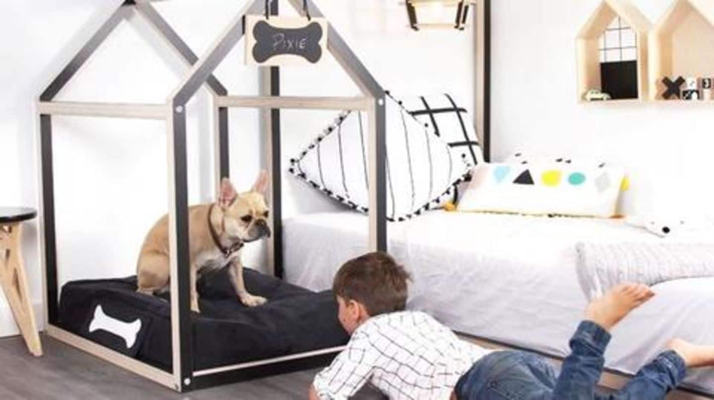 Here's how to create a private space for your dog