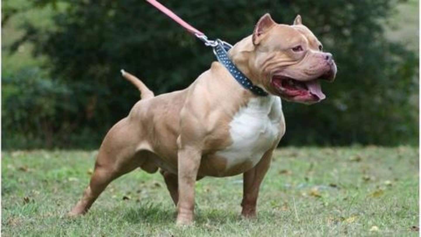 Five of the strongest dog breeds in the 