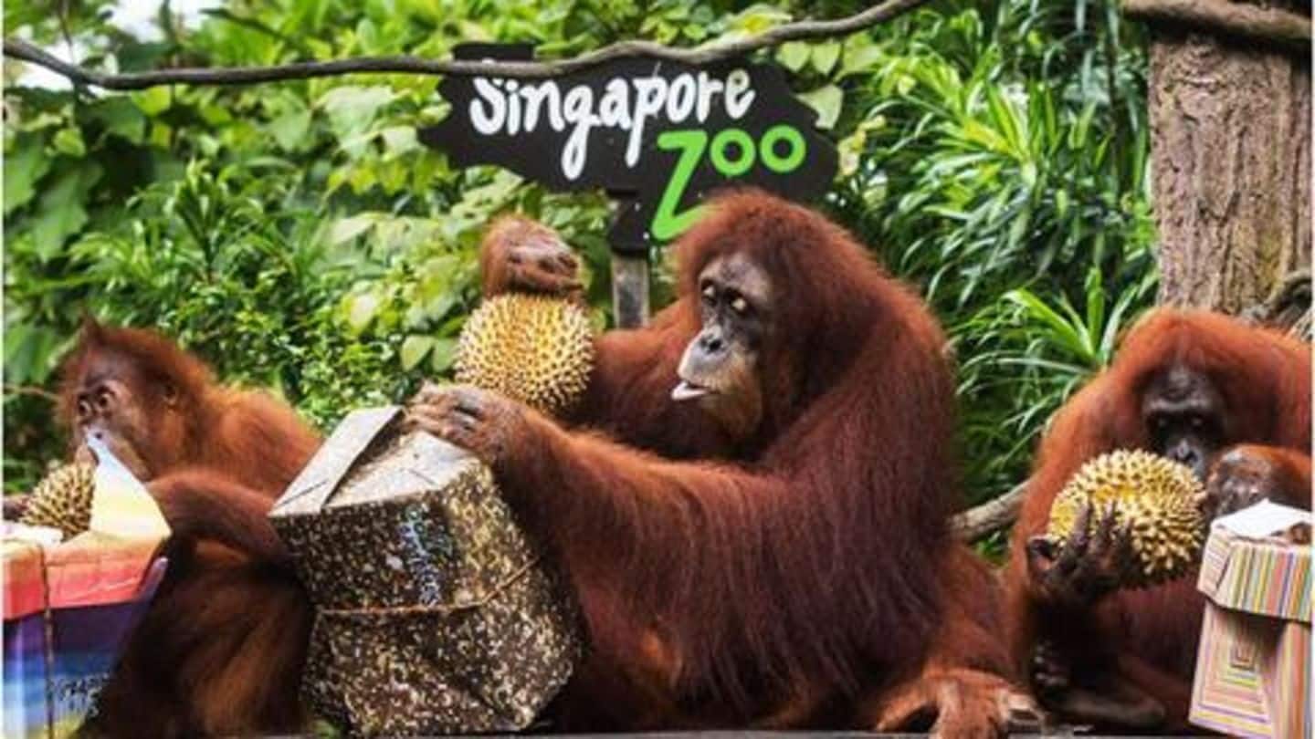 Top five zoos in the world NewsBytes