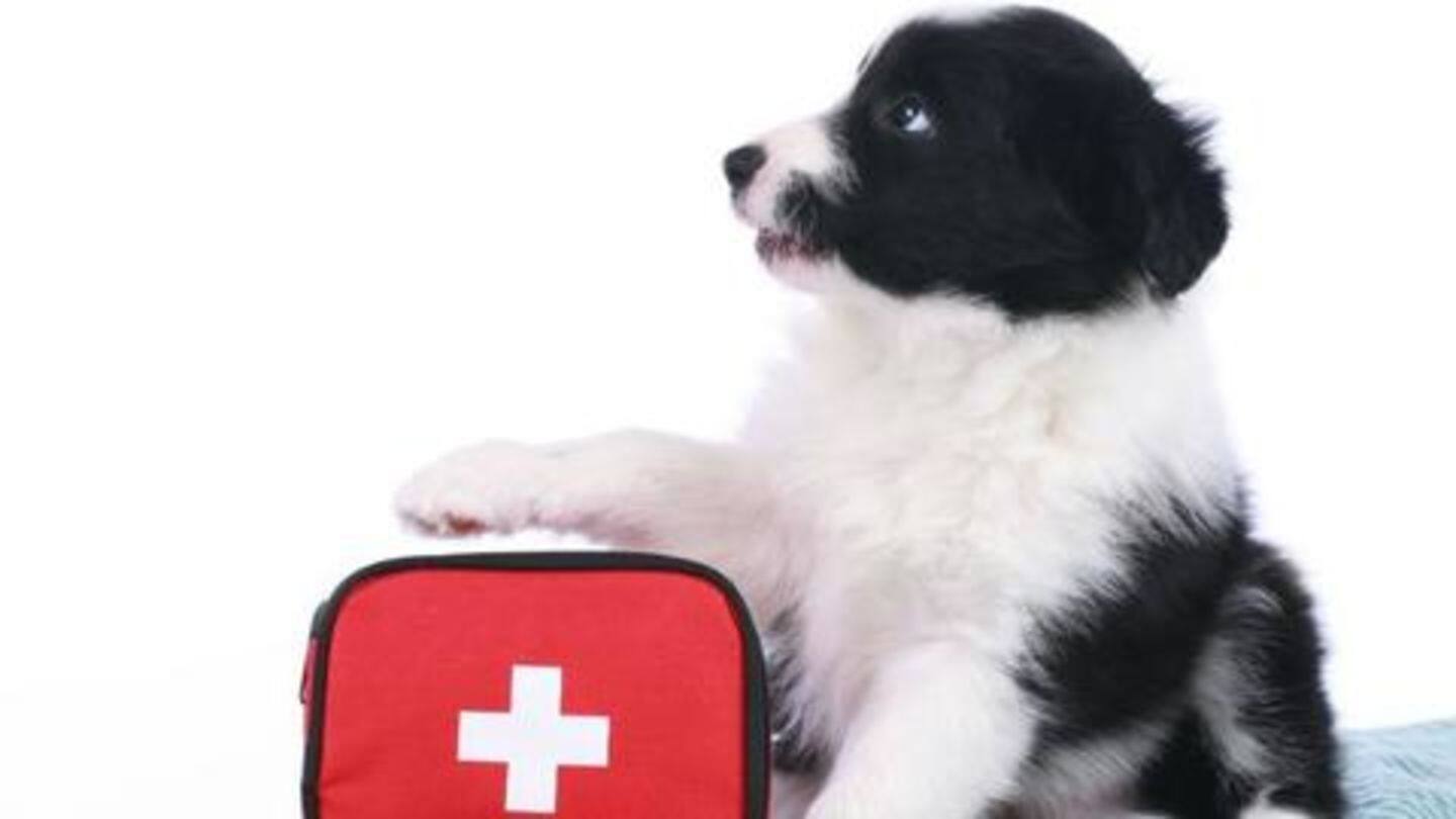 Prepare a first aid/survival kit for your pet Prepare a first aid/survival kit for your pet