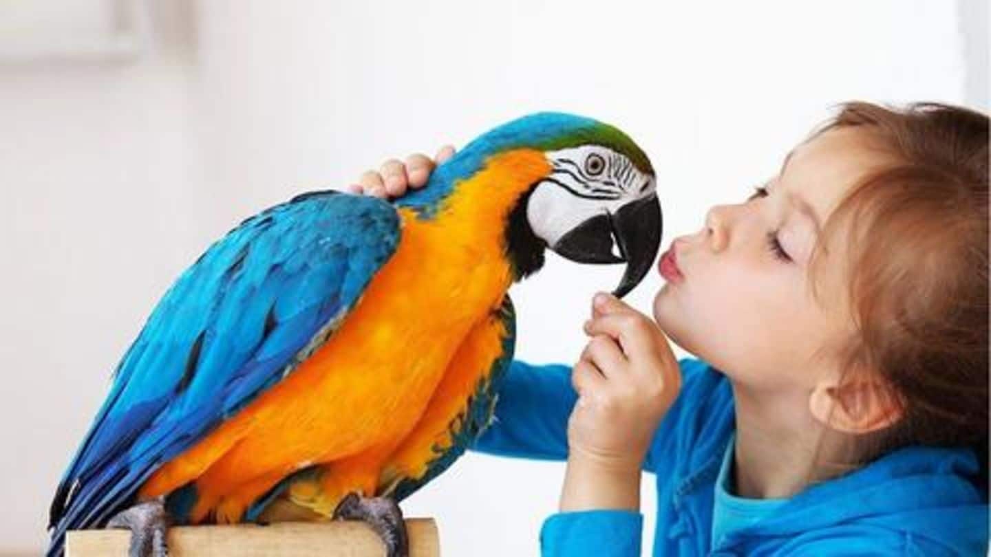 Considering a pet bird? Here are things to know beforehand