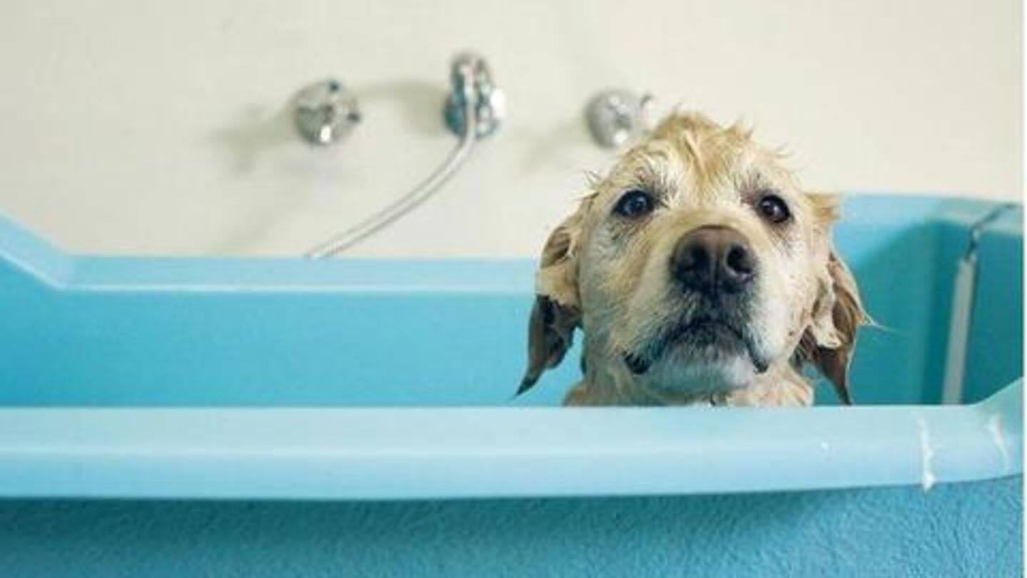 Bathing your pooch Bathing your pooch
