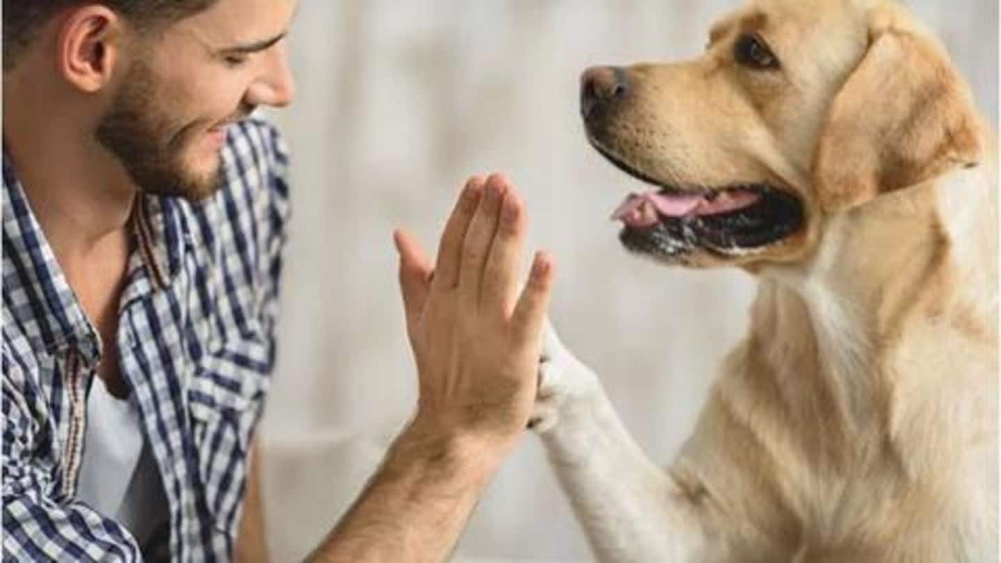 Top five best therapy animals around the world