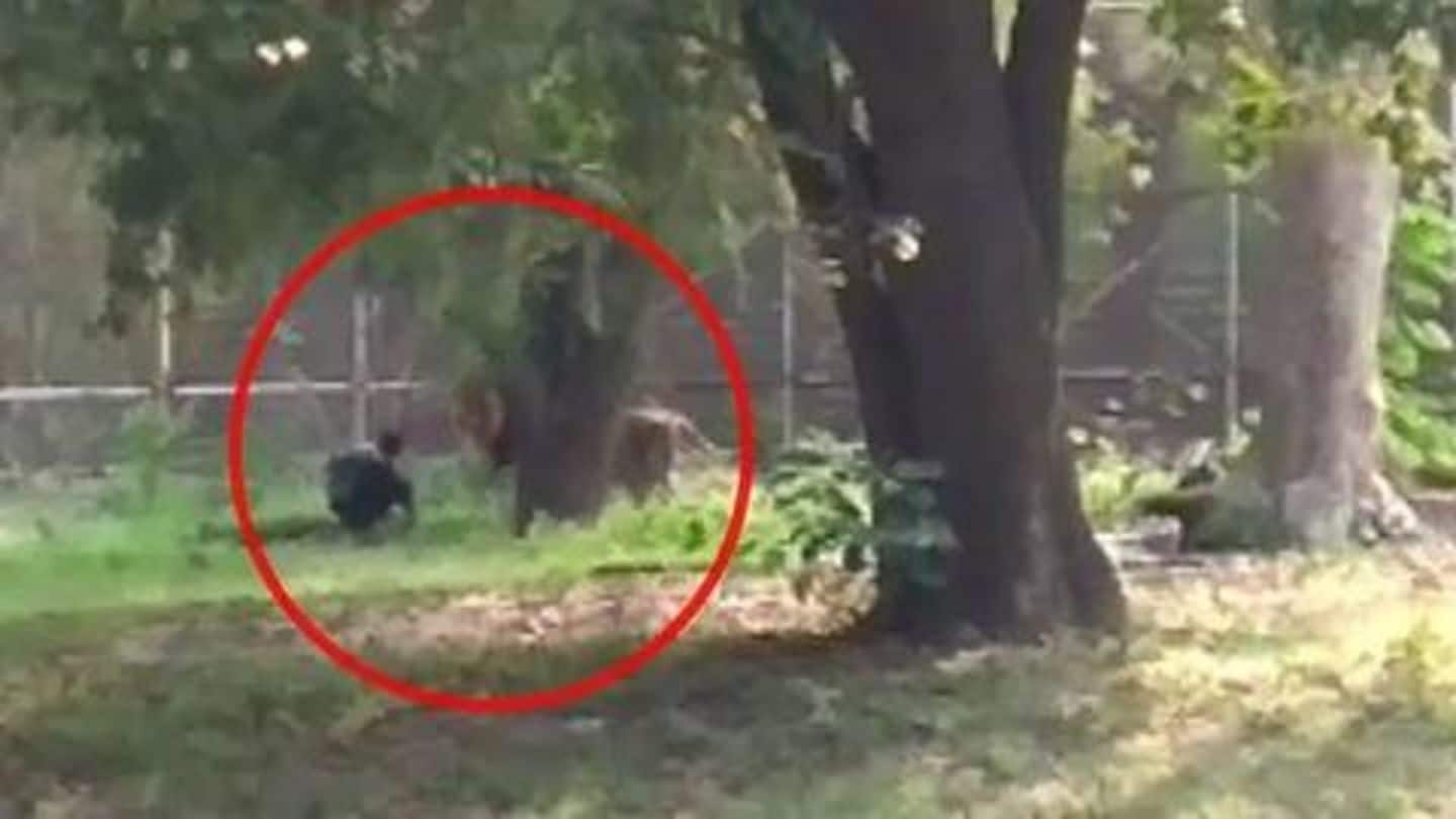 Drunk man jumps into lion enclosure in Delhi zoo; rescued