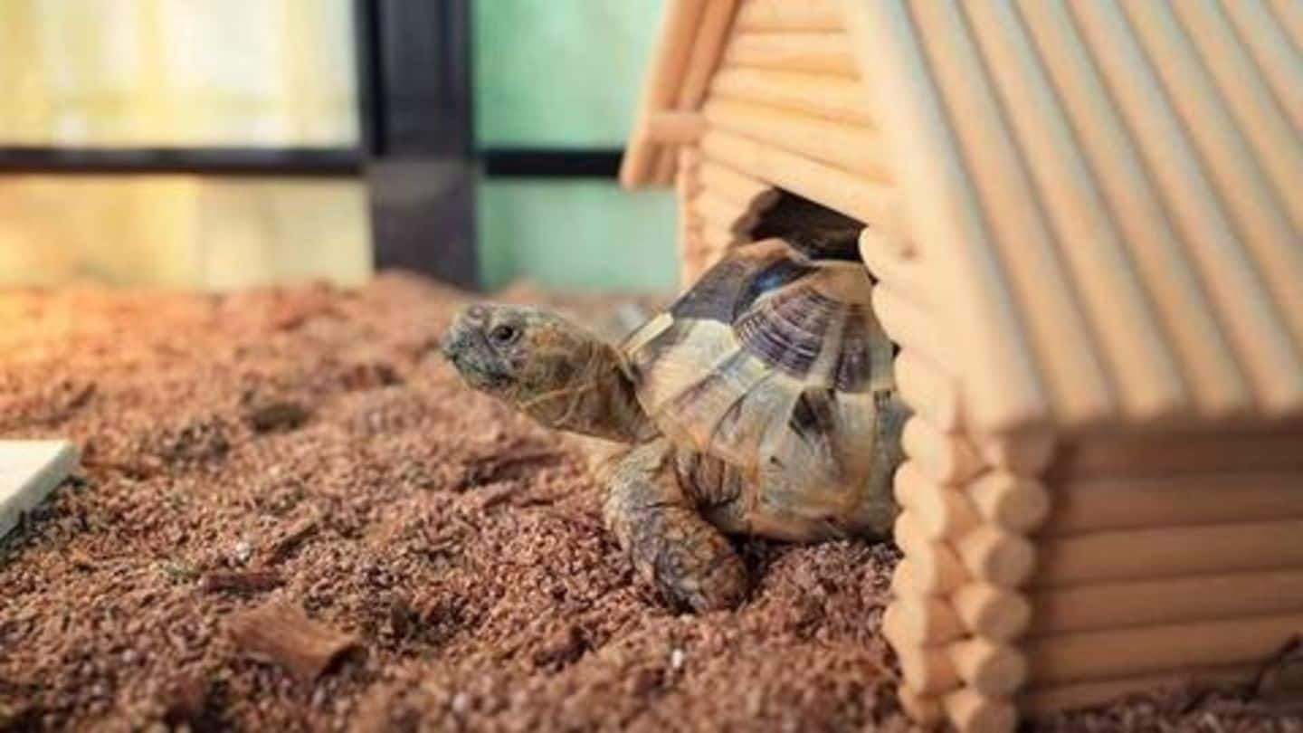 Turtles as pets? Here's everything you need to know